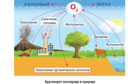 Значение содержания кислорода в воде для экологического состояния водных объектов