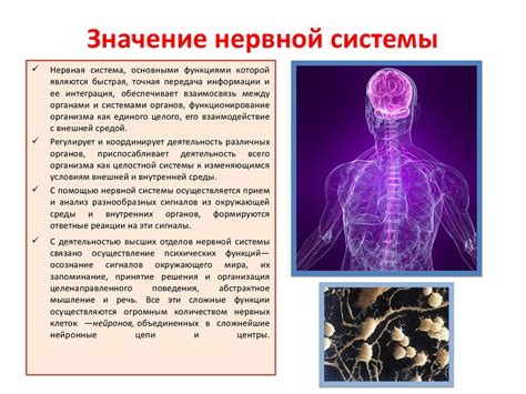 Значение соматического отдела нервной системы для ощущений и восприятия