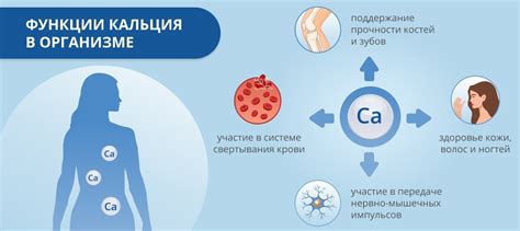 Значимость диеты для поддержания оптимального уровня кальция в организме