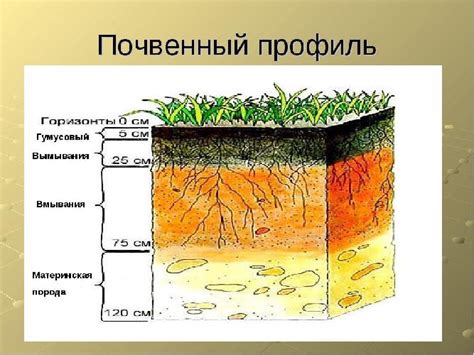 Значимость изучения структуры почвенного профиля в географических исследованиях