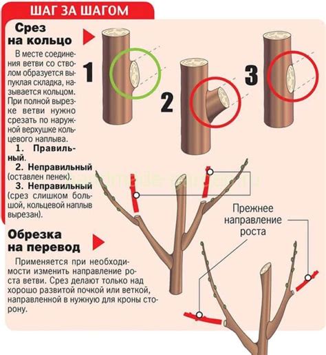 Значимость корректной обрезки и формирования каштанового дерева