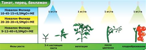 Значимость подкормки растения