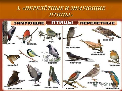 Значимость поиска кестрелов: кто эти птицы и в чем состоит их важность?