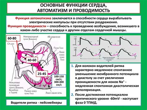 Значимость регулярного мониторинга состояния мышцевого слоя левой стороны сердца с использованием электрокардиографии