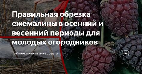 Значимость точного обрезания для здоровья ежемалины в осенний период