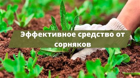 Избавьтесь от сорняков и других растений-конкурентов