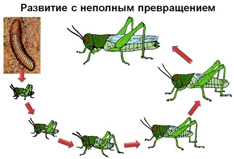 Изготовление колоритного насекомого: подробная последовательность действий