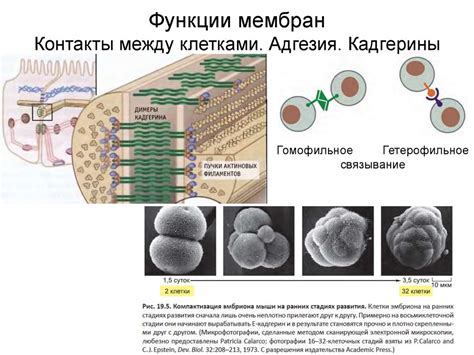 Изменение промежутка между клетками