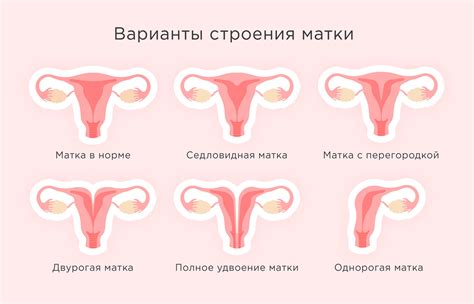 Изменения в состоянии шейки матки в период овуляции