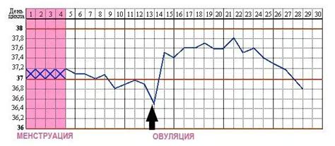 Изменения в температуре тела: индикатор овуляции