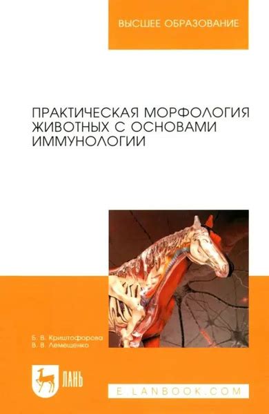 Изучение анатомии "кубиков" на животе: введение в мир физической формы