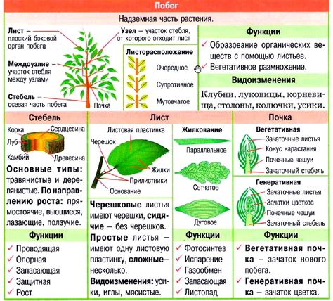 Изучение особенностей листьев и стебля растения