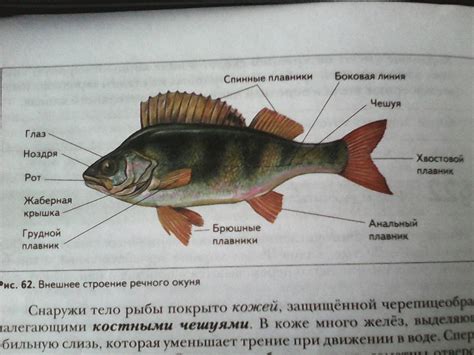 Изучите внешний вид рыбы