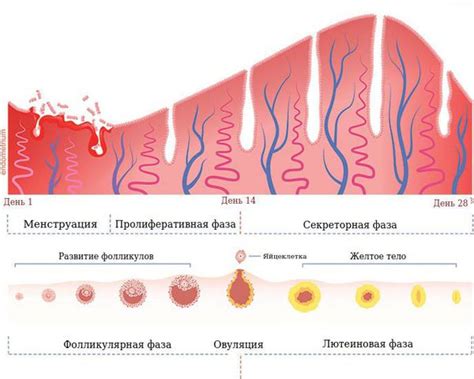 Имплантация и формирование желтого тела на месте фолликула