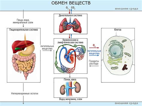 Индивидуальные особенности организма и их влияние на обмен веществ