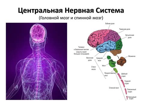 Интеграция информации о движении шишки тряски в центральной нервной системе