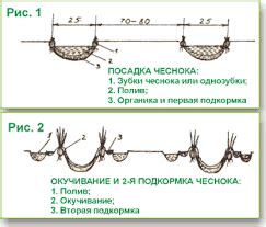 Исключение предшественников: ключевой момент при размещении чеснока