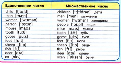 Исключения из правил образования множественного числа в латинском языке