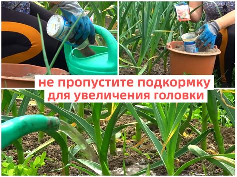 Использование воды для простого удаления оболочки головки чеснока