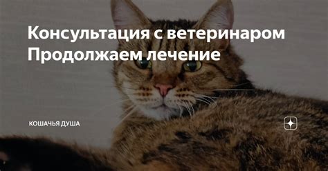 Использование генетических тестов и консультация с ветеринаром для определения породы кошки