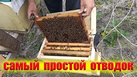 Использование отводок пчел для расширения пчеловодческой практики