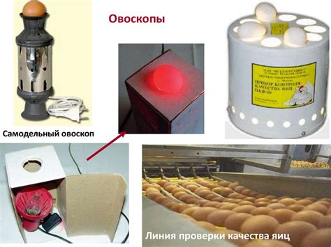 Использование характеристик запаха яиц для определения их свежести