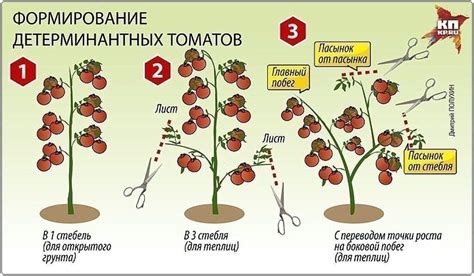 Используемая система подкармливания спелых томатных кустов