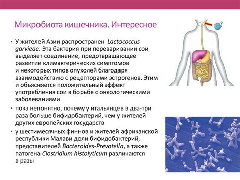 Исследование состава микроорганизмов в организме