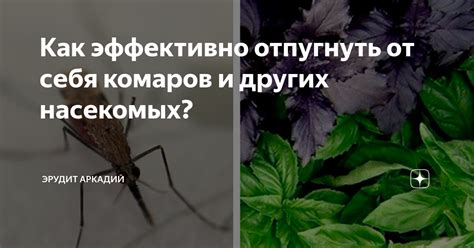 Какие ароматы могут отпугивать насекомых?