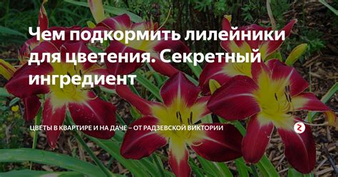 Какие условия нужны для цветения лилейника