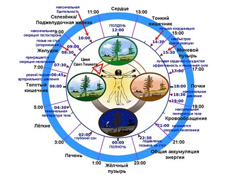 Каковы нормальные значения циркадного индекса и что означает 116 процентов?