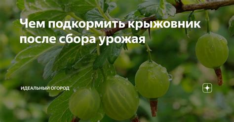 Каков идеальный момент для сбора арбузового плода?