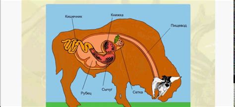 Как восстановить работу пищеварительной системы у коровы без жвачки?