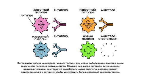 Как действуют вакцины: основополагающие принципы и механизм эффекта