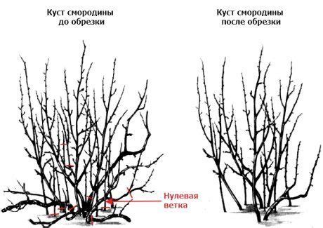 Как достичь более обильного урожая смородины путем правильной обрезки кустов