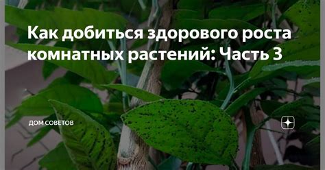 Как достичь великолепного и здорового роста ваших цветочных растений