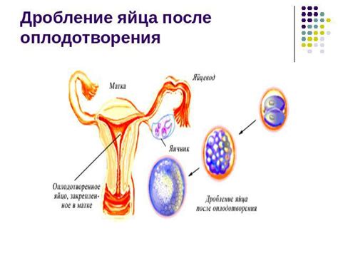 Как изменяется структура и плотность яйца после его оплодотворения?