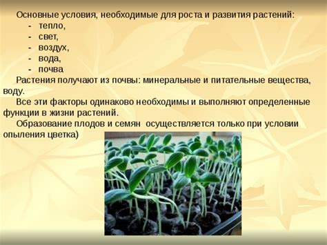 Как обеспечить идеальные условия для роста и развития компактных цветочков в домашних условиях