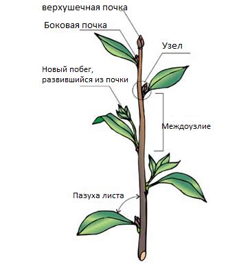 Как отличить одревесневший стебель от обычного стебелька?