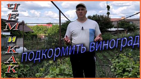 Как повысить урожайность укропа: лучшие методы удобрения