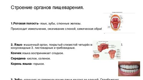 Как подобрать подходящий состав для промывания ротовой полости?