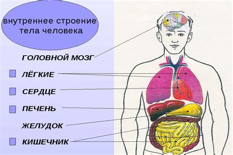 Как понять, что происходит внутри тела