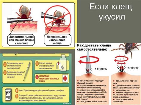 Как правильно поступить при нахождении клеща у ребенка