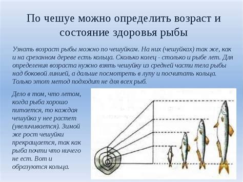 Как прочитать историю рыбы по толщине линий на ее чешуе?