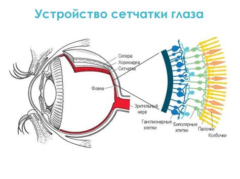 Как работает механизм восприятия цвета глазом?
