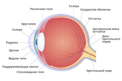 Как работает человеческий глаз: цветовая перцепция