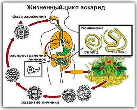 Как распознать инфекцию аскаридозом: особенности симптомов