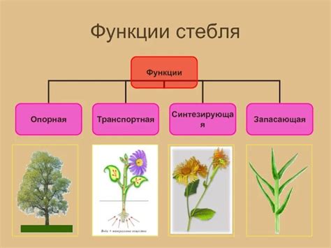 Как растение получает прочность и поддержку от одревесневшего стебля?