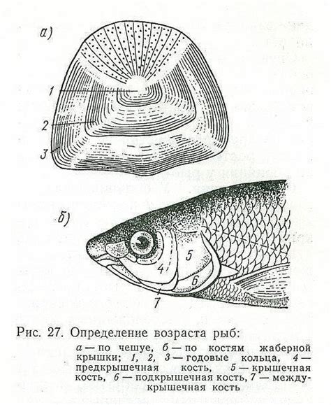 Как шелковистая поверхность рыбьей чешуи отражает ее возраст?