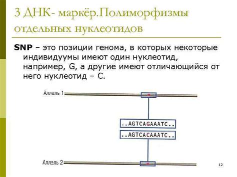 Картирование генома